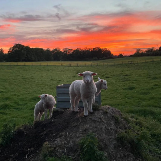 Nutshell Flock - 100% Pure British Wool - DK
